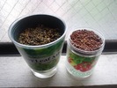ベビーリーフ&ミニトマト(種まき2日目)
