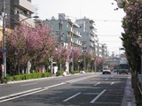 桜2011(都道420号:長崎5・6)4.27)