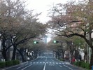 中野通り桜2012(南)4.18