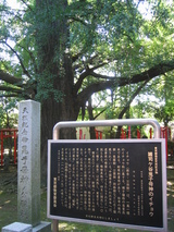 155_5540.JPG-icho