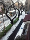 中野通り「雪」(2013.1.15)北
