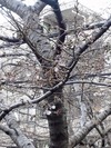 中野通り桜2012(自宅前)3.31開花2