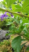 カメラ目線のカエル(20140816)