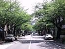 中野通り桜2012(南)4.28