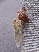 ���ߡ�æ���桦���åס�2010.07.26