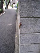 ���ߡ�æ�����2010.07.26