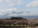 八ヶ岳(20150409)蕪桜並木