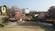 桜(警察署下ゲートボール場)