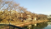 牛池(20140401)桜&八ヶ岳