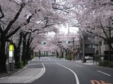 桜2011(中野通り:北)4.9