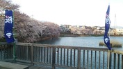 長坂夜桜まつり(橋)