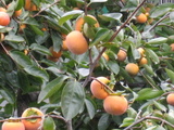 ����2008.11.09-2��