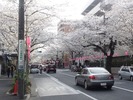 上小五中花見2013.3.24_03