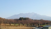 北の杜CC通り桜(20140410)八ヶ岳