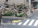 中野通り桜2012(自宅前)3.31開花3