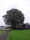 市貝「欅」(2012.8.15)