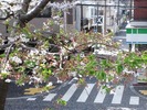 中野通り桜2012(自宅前)4.13
