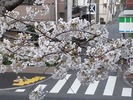 中野通り桜2012(自宅前)4.6