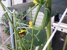 きゅうり2(2011.7.10)