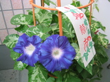 148_4863.JPG-asagao710