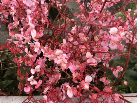 花④