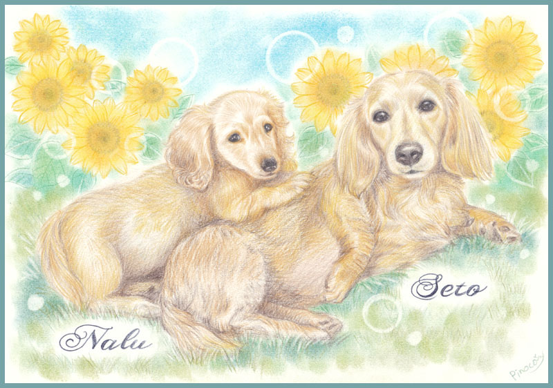 リアルタッチ似顔絵イラスト ダックスちゃんシーズーちゃん あとりえピノコ