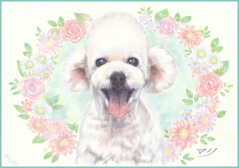 黒柴ちゃんトイプーちゃん(*^_^*)似顔絵イラスト : あとりえピノコ 黒柴ちゃんトイプーちゃん(*^_^*)似顔絵イラスト : あとりえピノコ