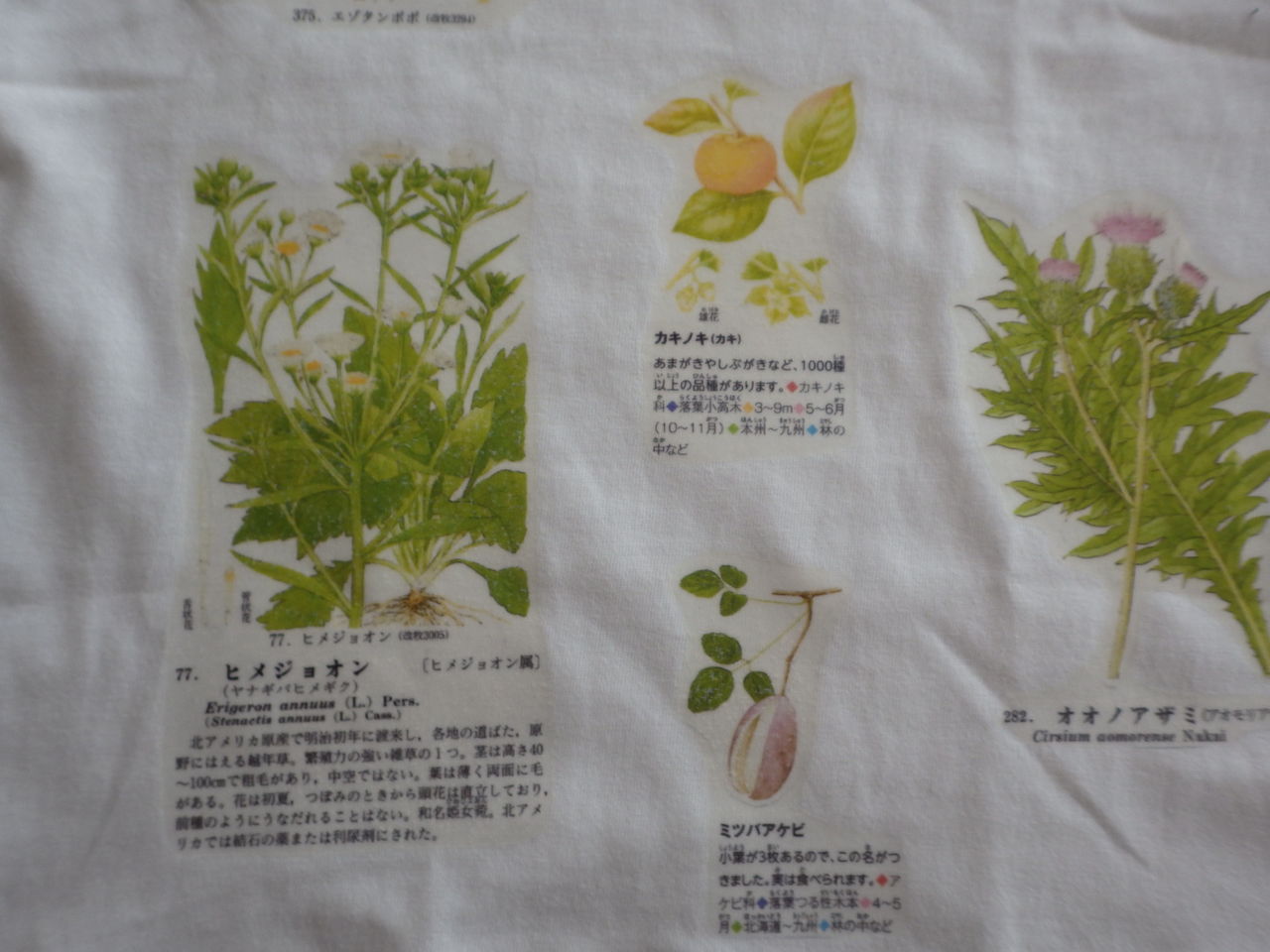 植物図鑑 動物図鑑tシャツを作ろう ご予約は４ ２１ 月 まで こどもアトリエ てくてく