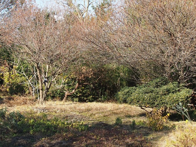 PC281086