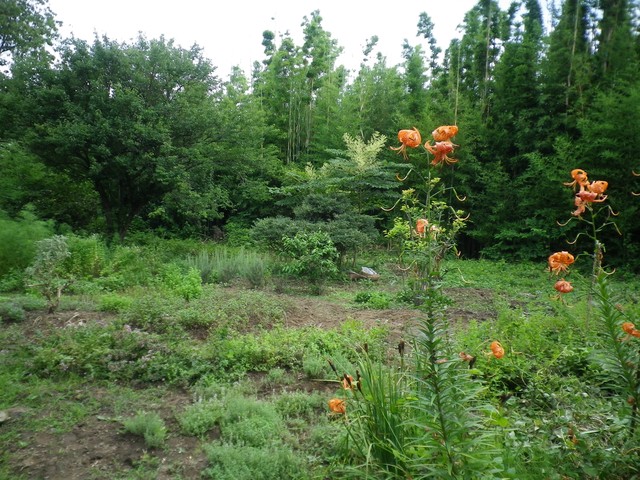 IMGP0741