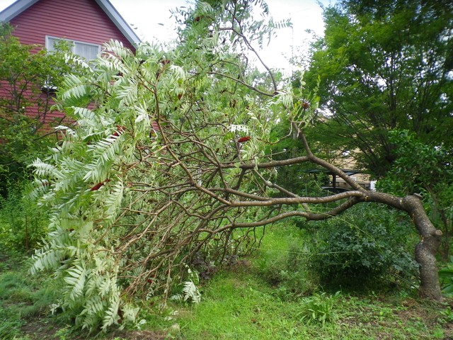 IMGP0829
