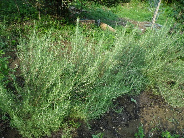 IMGP0843