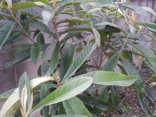 IMGP0836