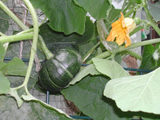be2b3f28.jpg