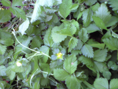 indian strowberry-k