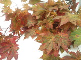 PAP_0987