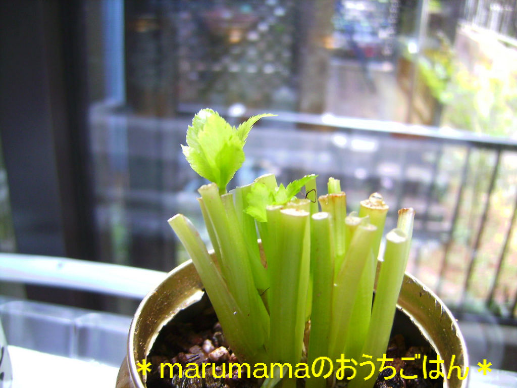 おうちで水耕栽培 Marumamaのおうちごはん