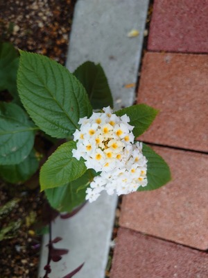 DSC_1203
