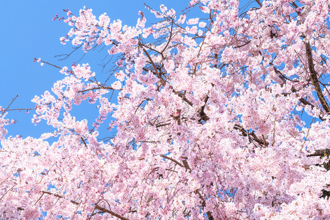 京都-桜-風景-イメージ