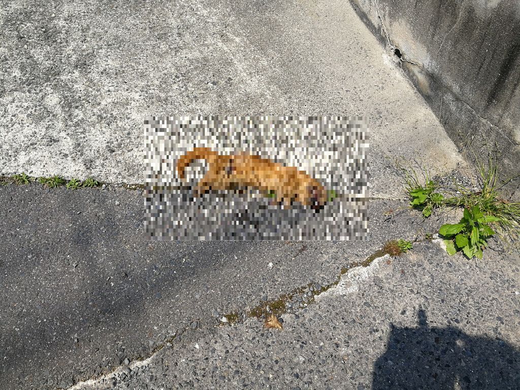 イタチの死骸を片付ける・・・ ぺんたの地方不動産投資日記