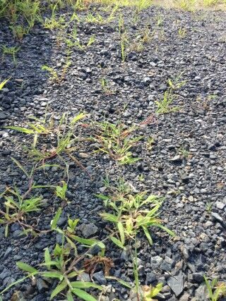 砂利敷きから生える雑草-320x427