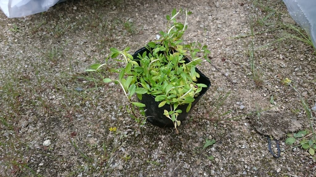 雑草対策でグランドカバー ぺんたの地方不動産投資日記