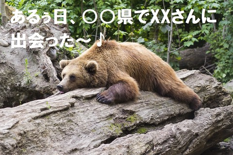 bear-1383980_1280