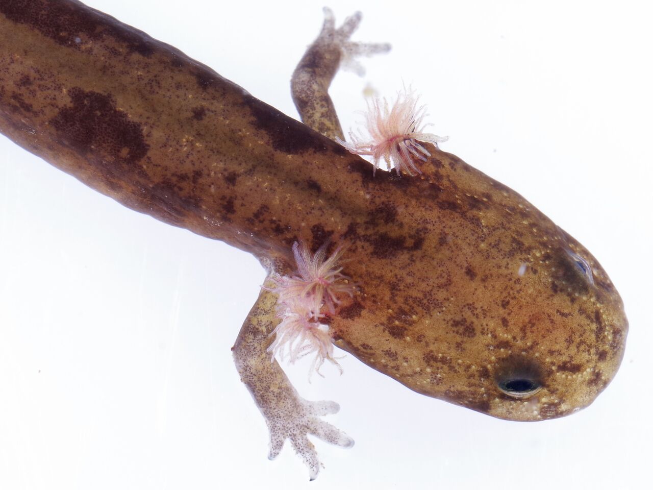 あけましておめでとうございます アトラス グリーンblog