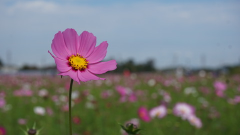 DSC04385