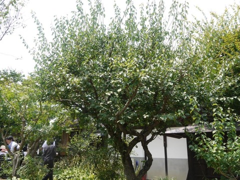 地蔵堂の中の梅の木P1020072