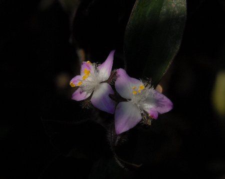 トキワ露草　１a