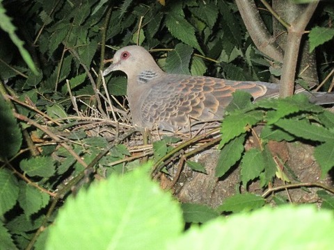 山鳩 2