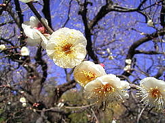 一月の花　　白梅