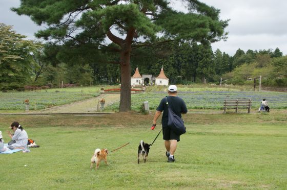 涼しいからたくさん歩けるね ドイツ村 柴犬アトム 黒柴アラレの日々是好日